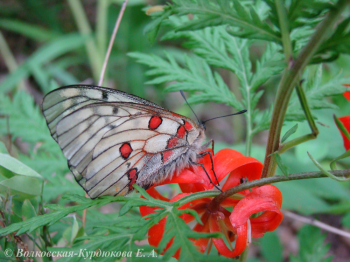 Parnassius bremeri mangugaicus Kard. Аполлон Бремера