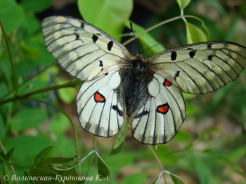 Parnassius bremeri mangugaicus Kard. Аполлон Бремера