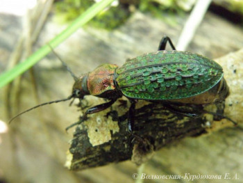 Carabus schrenkii  Жужелица Шренка