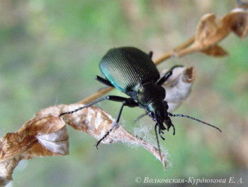 Calosoma syanestis  Красотел