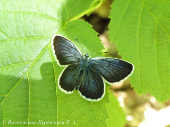 Lycaeides subsolana (Ev.)  Голубянка восточная