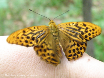 Argynnis paphia neopaphia  Большая лесная перламутровка