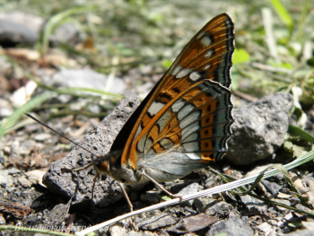 Limenitis populi L.  Ленточник тополевый