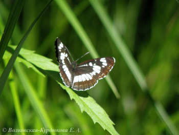 Neptis andetria Fruhst.  Пеструшка андетрия