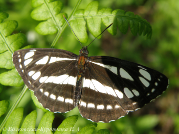 Neptis sapho (Pal.)  Пеструшка травяная